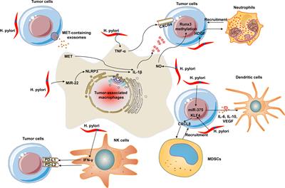 Emerging Role of Helicobacter pylori in the Immune Evasion Mechanism of Gastric Cancer: An Insight Into Tumor Microenvironment-Pathogen Interaction